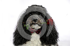 Dog with red rose