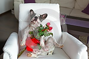 Dog with red roses on the armchair