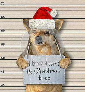 Dog Santa knocked Christmas tree photo