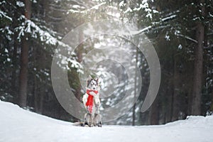 Dog in a red scarf in the forest. Border Collie in winter. Pet on a walk