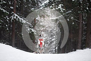 Dog in a red scarf in the forest. Border Collie in winter. Pet on a walk