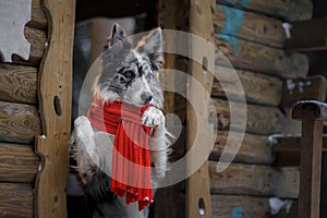 Dog in a red scarf at the wooden house. Border Collie in winter. Pet at walk