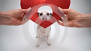 Dog with red sparkling heart shape decoration.