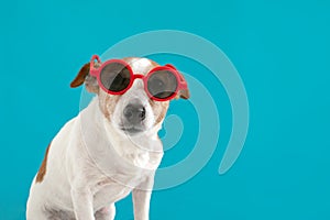 Dog in red sunglasses