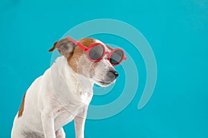 Dog in red sunglasses