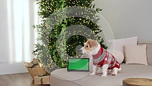 A dog in a red sweater looks at a screen with chromakey. Jack Russell Terrier against the backdrop of a Christmas