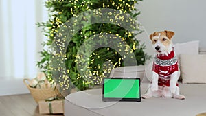 A dog in a red sweater looks at a screen with chromakey. Jack Russell Terrier against the backdrop of a Christmas