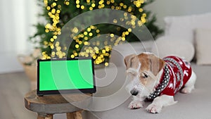 A dog in a red sweater looks at a screen with chromakey. Jack Russell Terrier against the backdrop of a Christmas