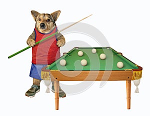 Dog in red t-shirt plays billiards