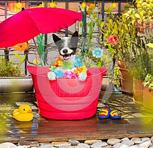 Dog refeshing in  in a bathtub on balcony