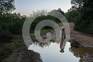 A Dog Reflected in a Puddle on a Forest Path