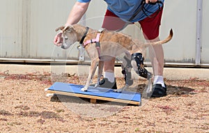Dog Rehabilitation exercise on rocker board