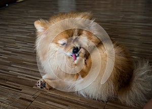 A dog relax in a house