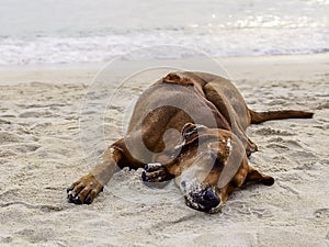Dog relax sleeping on sand at the beach