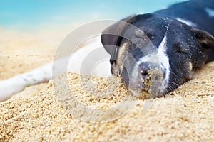 Dog relax sleeping on the sea sand beach summer day