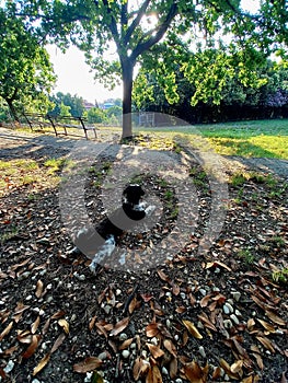 A dog relaxes in the park