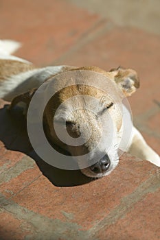 A dog relaxes in the sunshine at Lewa Downs in North Kenya, Africa