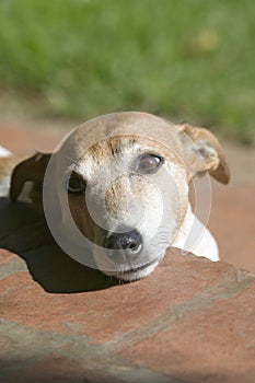 A dog relaxes in the sunshine at Lewa Downs in North Kenya, Africa