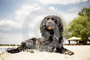 Dog relaxing on beach