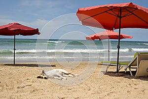 Dog relaxing at the beach Beach