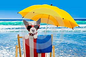 Dog relaxing on a beach chair