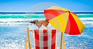 Dog relaxing on a beach chair