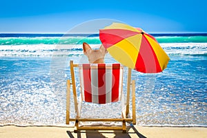 Dog relaxing on a beach chair