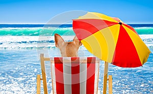 Dog relaxing on a beach chair