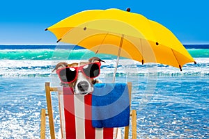 Dog relaxing on a beach chair