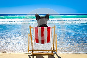 Dog relaxing on a beach chair