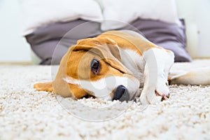 Dog relaxing on the carpet