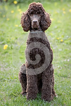 Dog relaxing on lawn