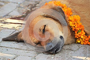 Dog relaxing on Nepal`s Dog Festival