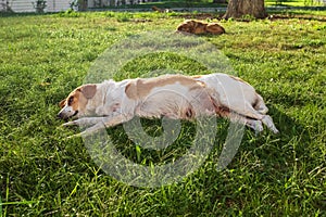 A dog relaxing and resting on grass meadow at the park outdoors and outside on summer vacation holidays