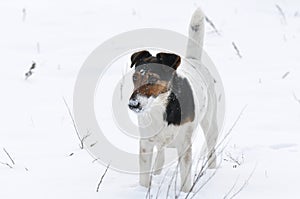 Dog relaxing in snow