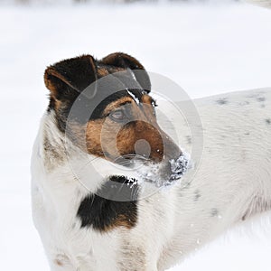 Dog relaxing in snow