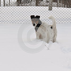 Dog relaxing in snow