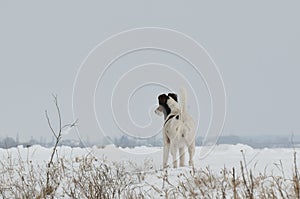 Dog relaxing in snow