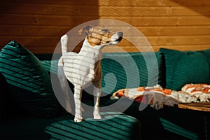 Dog relaxing on sofa in living room