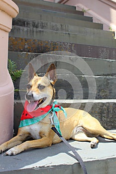 Dog relaxing on stone steps