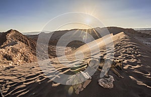 A dog relaxing at sunset in the Atacama desert