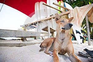 Dog relaxing by surfboards