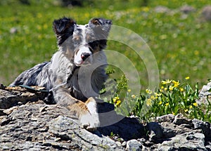 Dog Relaxing in the Wild