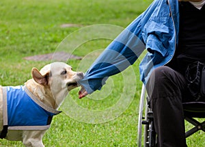 Dog removes the jacket to his disabled owner.