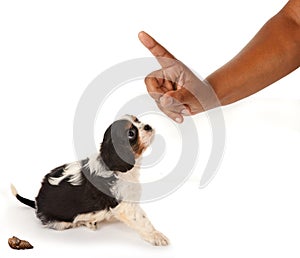 Dog reprimand