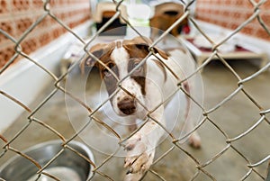 Dog Rescue Animal Shelter Fence Sad Adoption