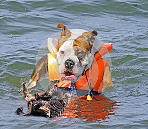 Dog rescue at sea drowning dog in water