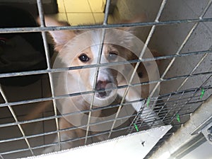 Dog at a rescue shelter in a cage