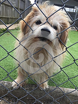 Dog at a rescue shelter in a cage