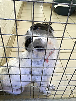Dog at a rescue shelter sat in a cage